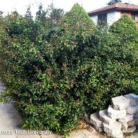 Chaenomeles speciosa (Flowering Quince)