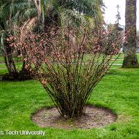 Chaenomeles speciosa (Flowering Quince)