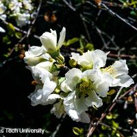 Chaenomeles speciosa (Flowering Quince)