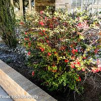 Chaenomeles speciosa (Flowering Quince)
