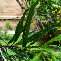 Chilopsis linearis (Desert Willow)