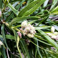 Chilopsis linearis (Desert Willow)