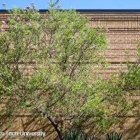 Chilopsis linearis (Desert Willow)