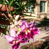 Chilopsis linearis (Desert Willow)