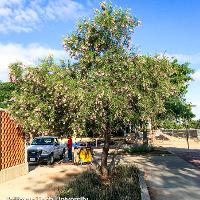 Chilopsis linearis (Desert Willow)