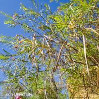 Chilopsis linearis (Desert Willow)