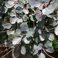 Cotinus coggygria (Smoketree)