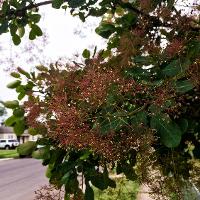 Cotinus coggygria (Smoketree)