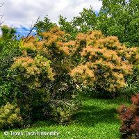 Cotinus coggygria (Smoketree)