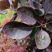 Cotinus coggygria (Smoketree)