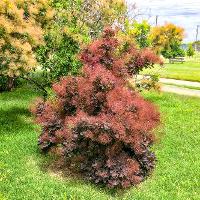 Cotinus coggygria (Smoketree)