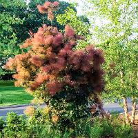 Cotinus coggygria (Smoketree)