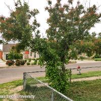 Cotinus coggygria (Smoketree)