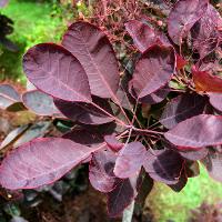 Cotinus coggygria (Smoketree)