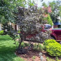 Cotinus coggygria (Smoketree)