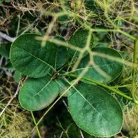 Cotinus coggygria (Smoketree)