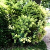 Cotinus coggygria (Smoketree)