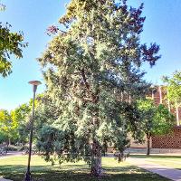 Cupressus arizonica var. bonita (Arizona Cypress)