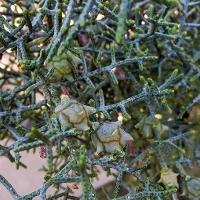 Cupressus arizonica var. bonita (Arizona Cypress)