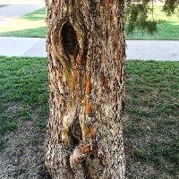 Cupressus arizonica var. bonita (Arizona Cypress)