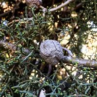 Cupressus arizonica var. bonita (Arizona Cypress)