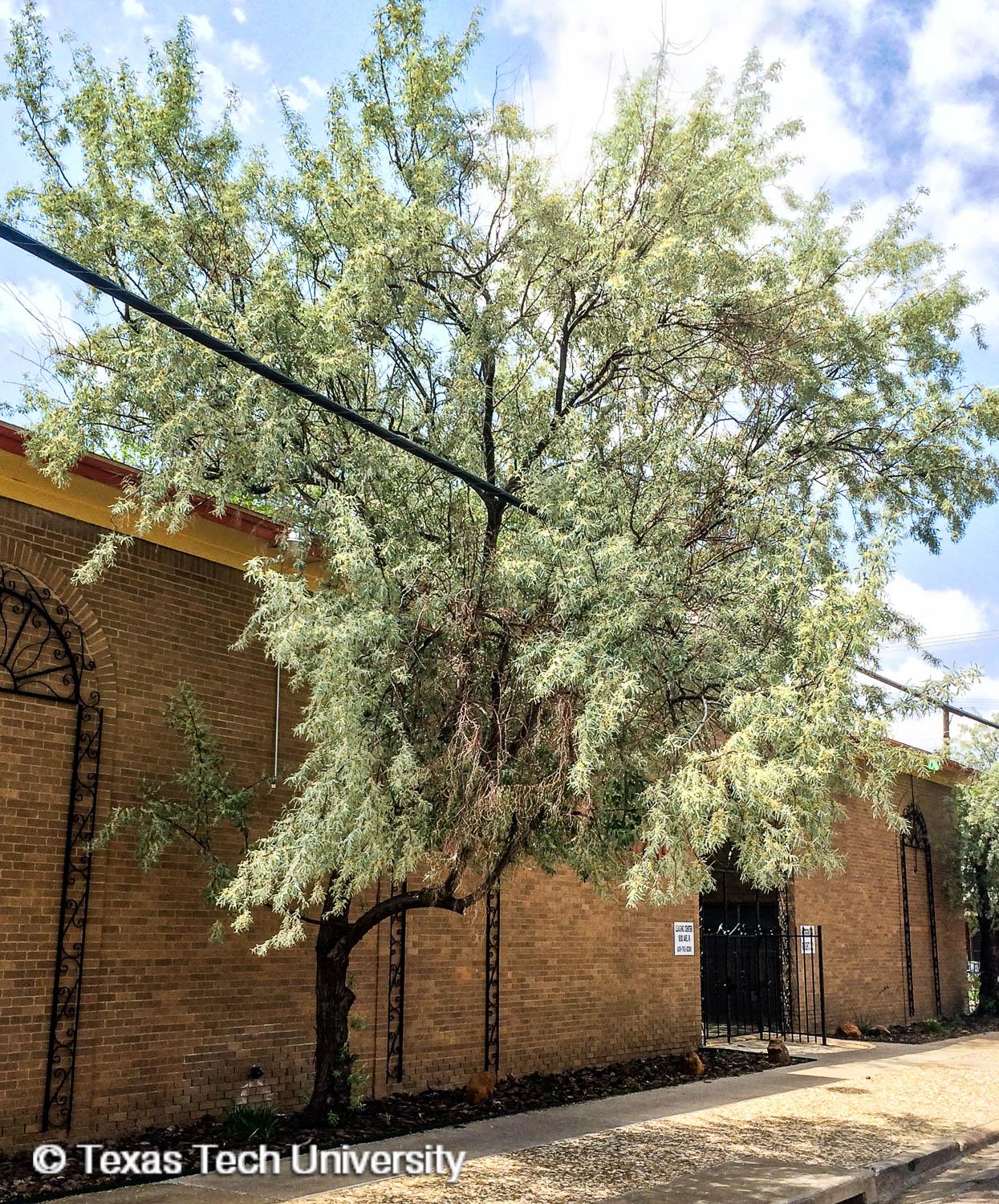 Enhancing Calgary's Landscape: The Russian Olive Tree's Enduring Charm
