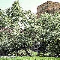 Elaeagnus angustifolia (Russian Olive)