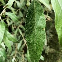 Elaeagnus angustifolia (Russian Olive)