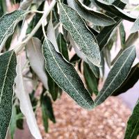 Elaeagnus angustifolia (Russian Olive)