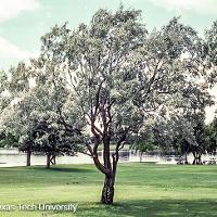 Elaeagnus angustifolia (Russian Olive)