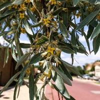 Elaeagnus angustifolia (Russian Olive)