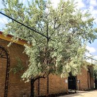 Elaeagnus angustifolia (Russian Olive)