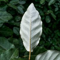 Elaeagnus pungens (Thorny Elaeagnus)
