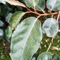 Elaeagnus pungens (Thorny Elaeagnus)