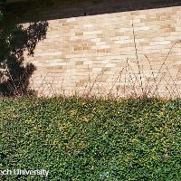 Elaeagnus pungens (Thorny Elaeagnus)