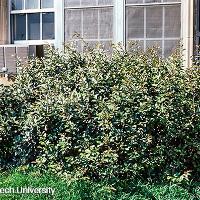 Elaeagnus pungens (Thorny Elaeagnus)