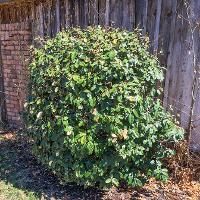 Elaeagnus pungens (Thorny Elaeagnus)