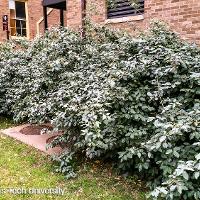 Elaeagnus pungens (Thorny Elaeagnus)