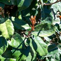 Elaeagnus pungens (Thorny Elaeagnus)