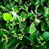 Euonymus kiautschovicus ‘Manhattan’ (Manhattan Euonymus)