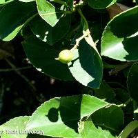 Euonymus kiautschovicus ‘Manhattan’ (Manhattan Euonymus)