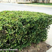 Euonymus kiautschovicus ‘Manhattan’ (Manhattan Euonymus)