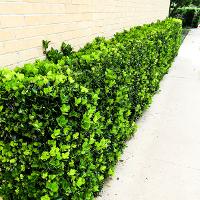 Euonymus kiautschovicus ‘Manhattan’ (Manhattan Euonymus)