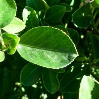 Euonymus kiautschovicus ‘Manhattan’ (Manhattan Euonymus)