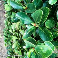 Euonymus kiautschovicus ‘Manhattan’ (Manhattan Euonymus)