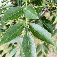 Fraxinus pennsylvanica (Green Ash)