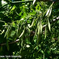 Fraxinus pennsylvanica (Green Ash)