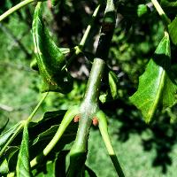 Fraxinus pennsylvanica (Green Ash)