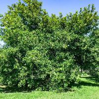 Fraxinus pennsylvanica (Green Ash)