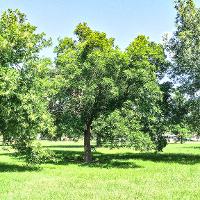 Fraxinus pennsylvanica (Green Ash)